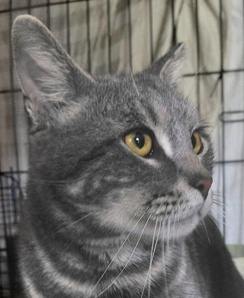 Sir Cottontail thumbnail 3