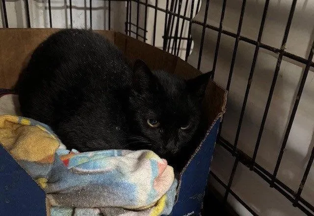 An adult small-sized female Domestic Short Hair cat named Carly for adoption in Apollo, PA
