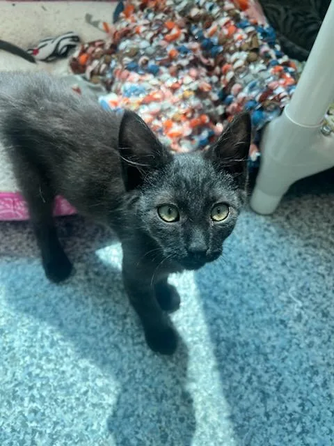 A baby small-sized male Black Domestic Short Hair cat named Friar Tuck for adoption in Manassas, VA