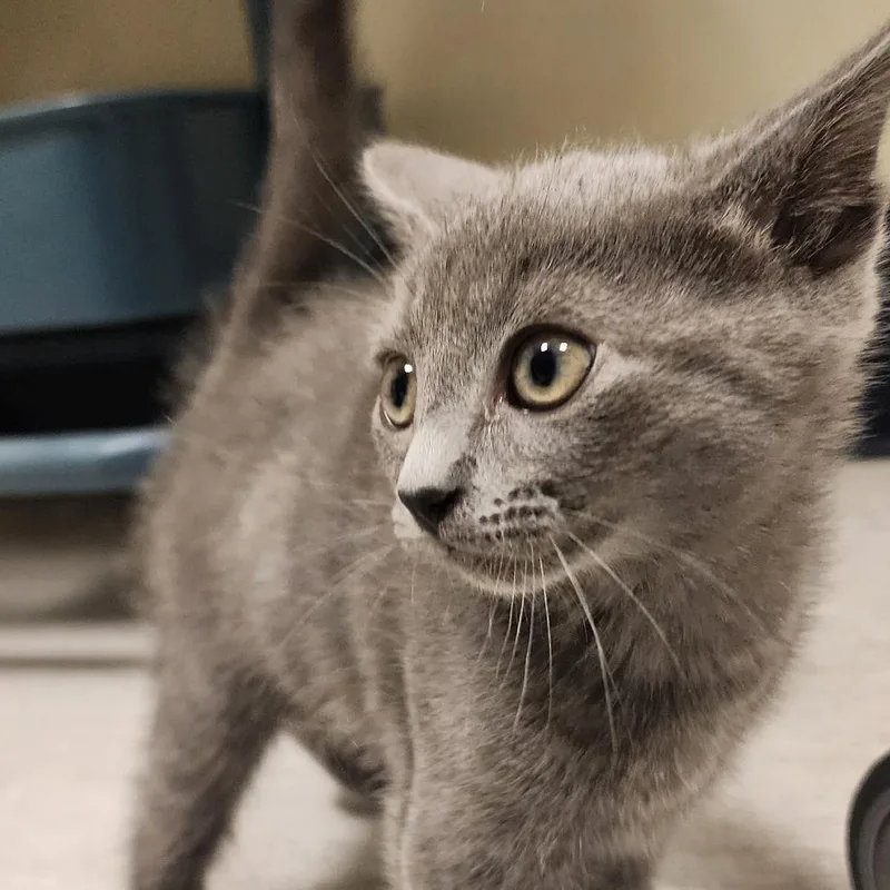 A baby small-sized female Gray / Blue / Silver Domestic Short Hair cat named Dawn for adoption in Elizabeth City, NC