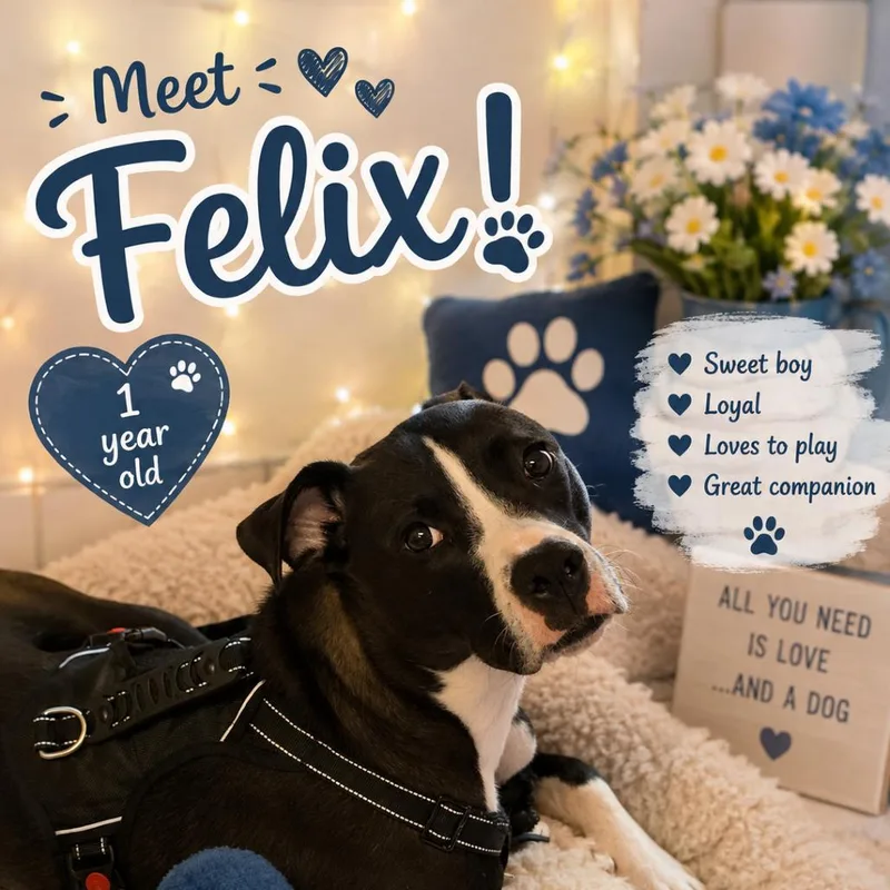 An adult medium-sized male Black Boston Terrier dog named Felix for adoption in Waldorf, MD