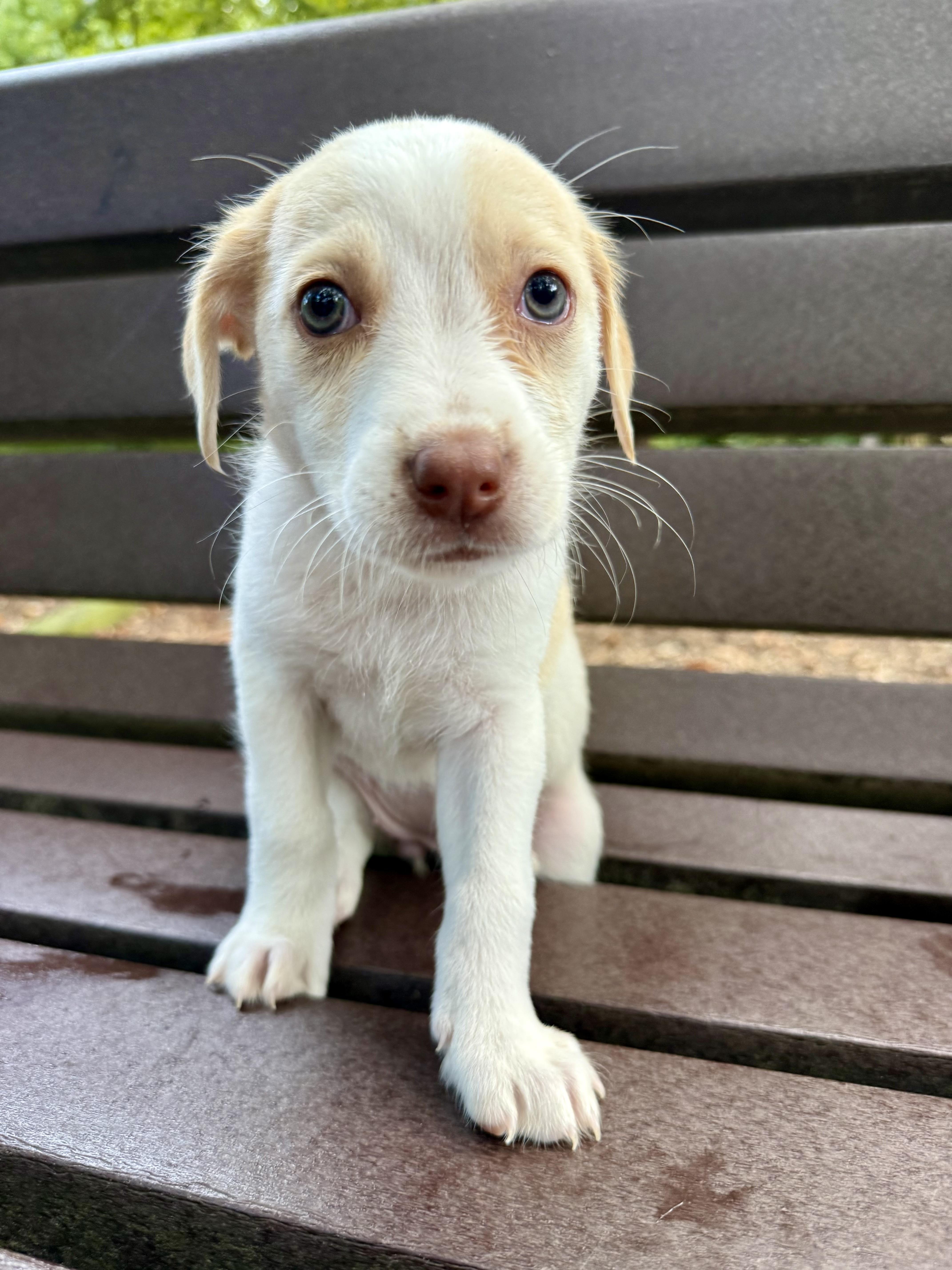 A baby medium-sized female White / Cream Hound dog named Gracie for adoption in Fairfax, VA
