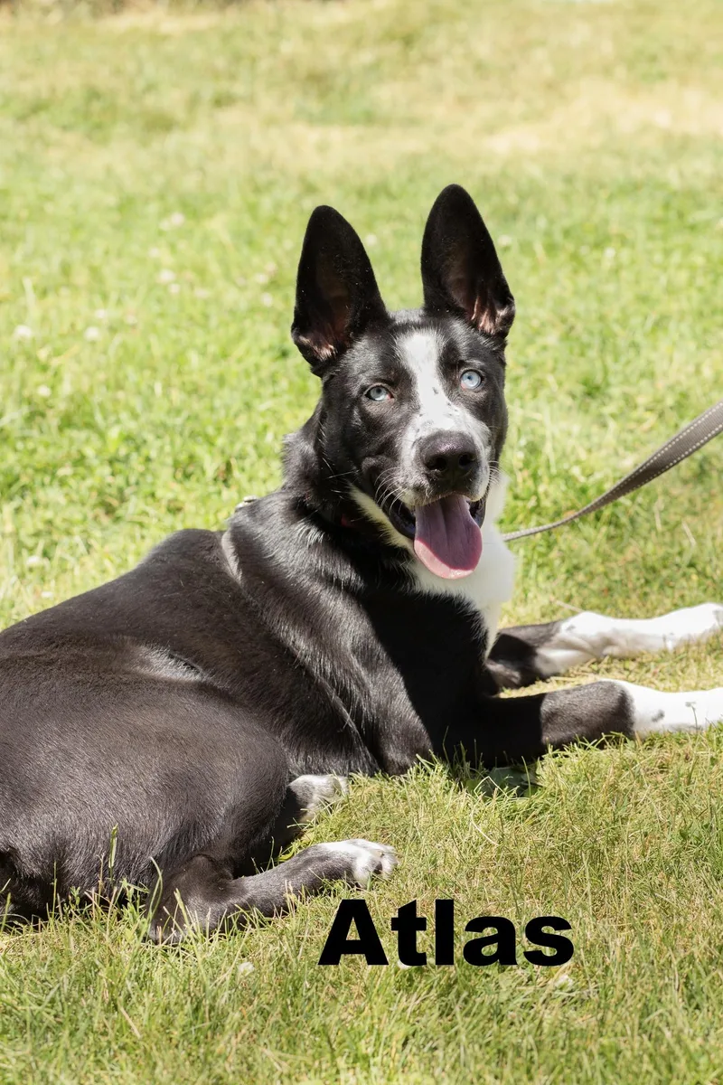 A baby large-sized male Black Mixed Breed dog named Atlas for adoption in Macomb, IL