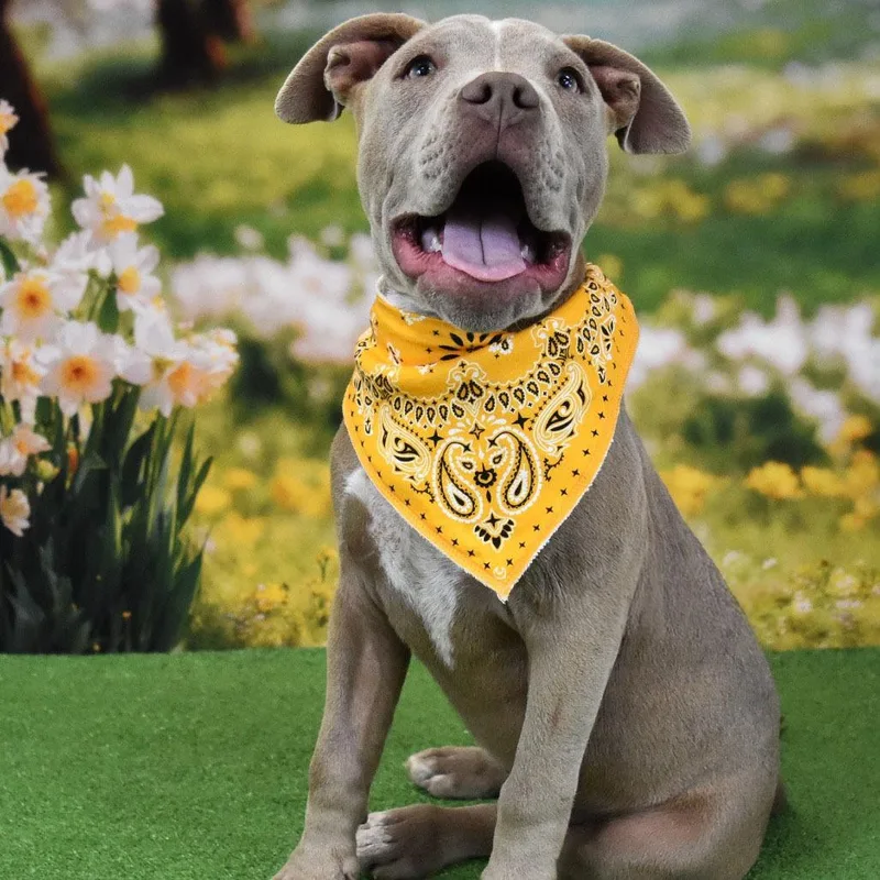 A young medium-sized male Yellow / Tan / Blond / Fawn Pit Bull Terrier dog named Reggie for adoption in Yuma, AZ