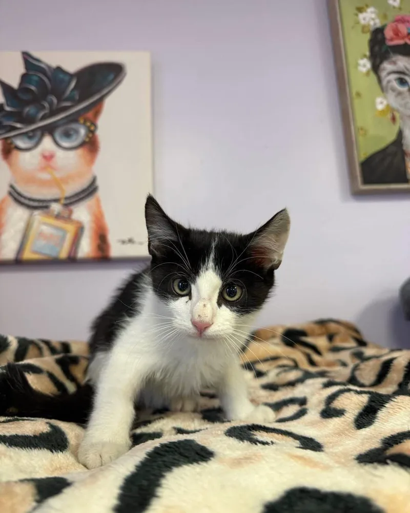 A young small-sized female Black & White / Tuxedo Domestic Short Hair cat named Lotus for adoption in Freeport, NY