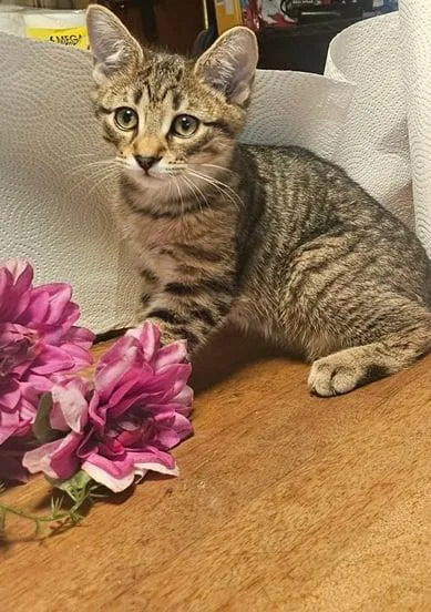 A young medium-sized male Domestic Short Hair cat named Yankee  Meet Me for adoption in Elkins, WV