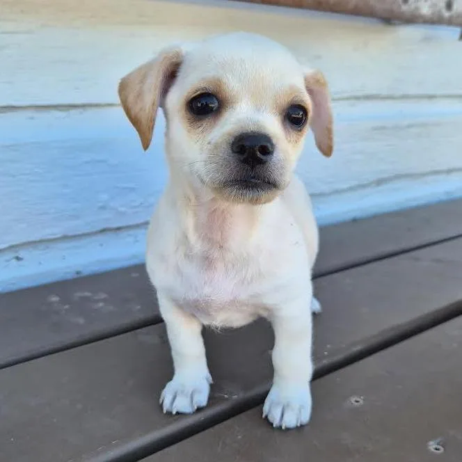 A baby small-sized male White / Cream Terrier dog named Snickerdoodle for adoption in Prescott, AZ