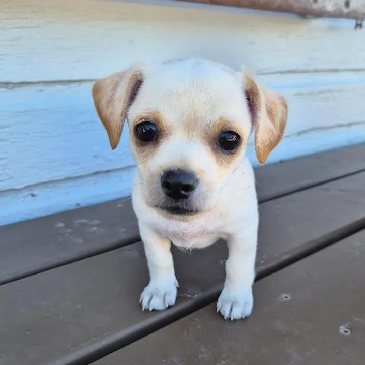 Snickerdoodle thumbnail 3