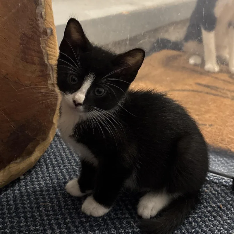 A baby small-sized male Black Domestic Short Hair cat named "Theodore" for adoption in Perkiomenville, PA