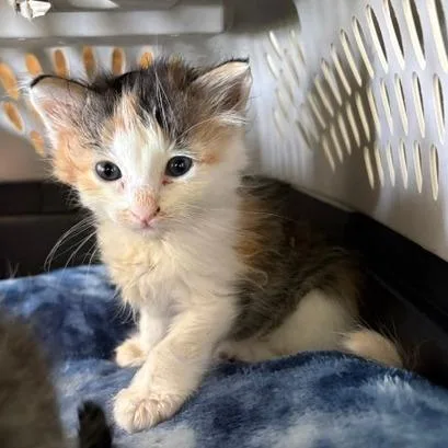 A baby small-sized female Gray / Blue / Silver Domestic Medium Hair cat named Beans for adoption in Emporia, KS