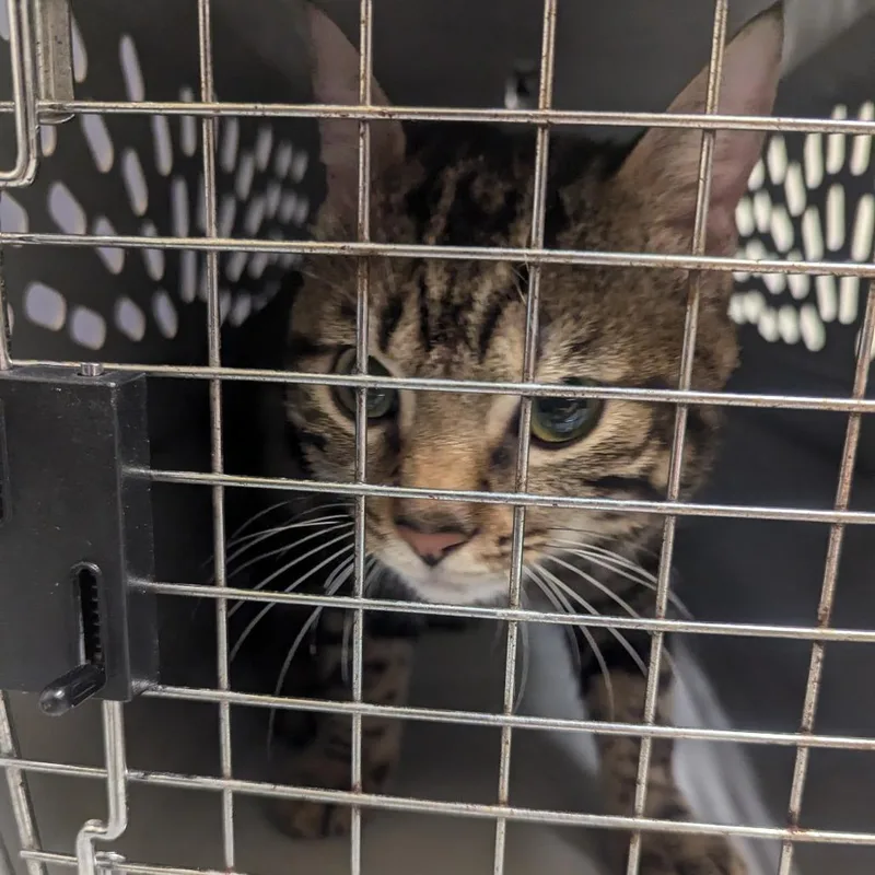 An adult medium-sized male Brown / Chocolate Domestic Short Hair cat named Smokie for adoption in Charlottesville, VA