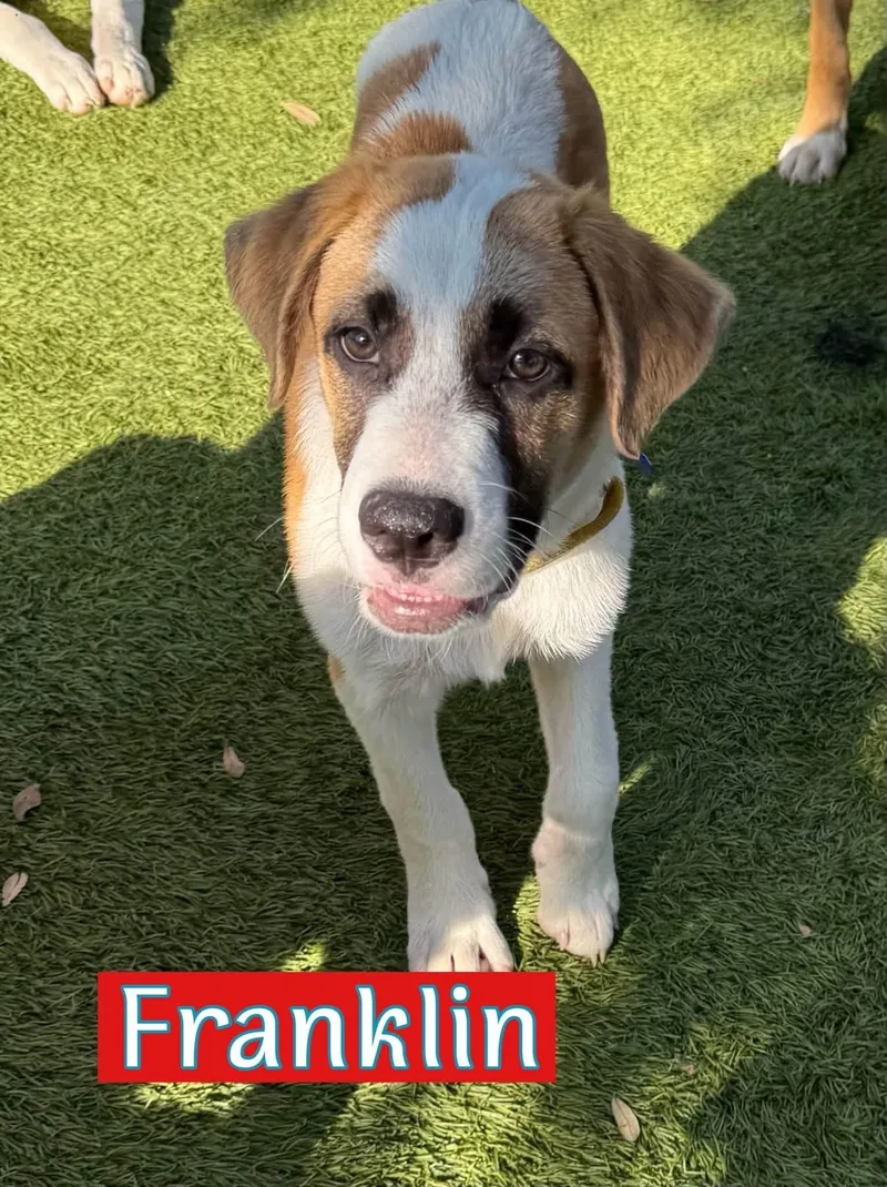 Franklin thumbnail 5