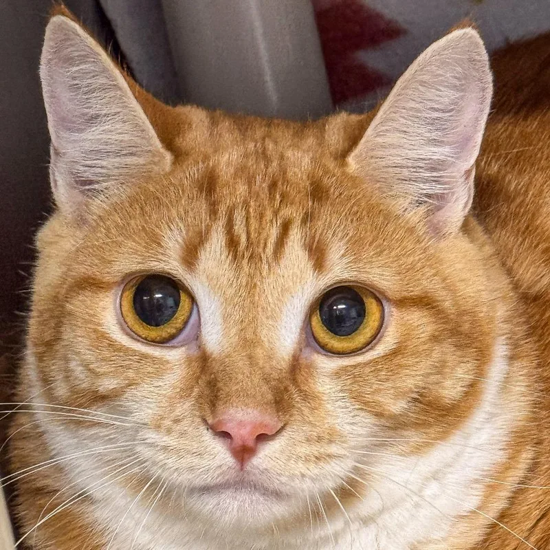 A young medium-sized female Orange / Red Domestic Short Hair cat named Phoebe for adoption in Kennebunk, ME