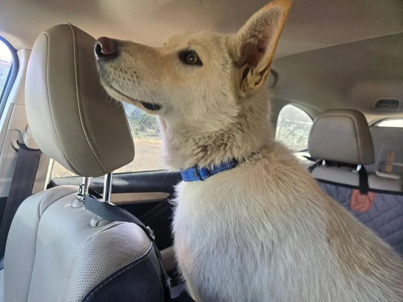 A baby large-sized female White / Cream German Shepherd Dog dog named Bunny for adoption in Phoenix, AZ