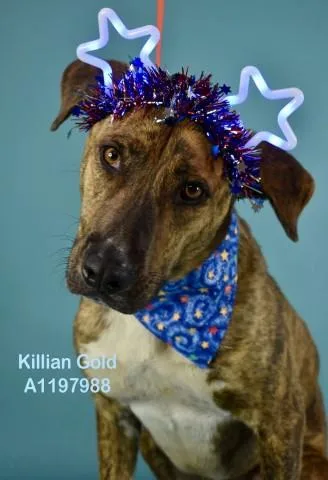 A young medium-sized male White / Cream Pit Bull Terrier dog named Killian Gold URGENT for adoption in Thousand Oaks, CA