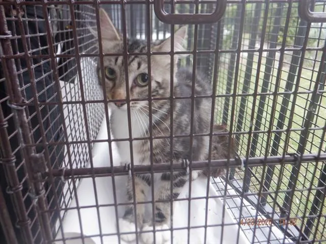 A young large-sized female Domestic Short Hair cat named Katty for adoption in Miami, FL