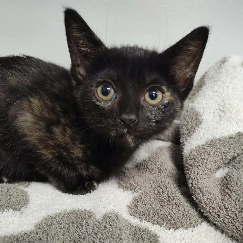 A baby small-sized female Black Domestic Short Hair cat named Freddie for adoption in Dickinson, TX