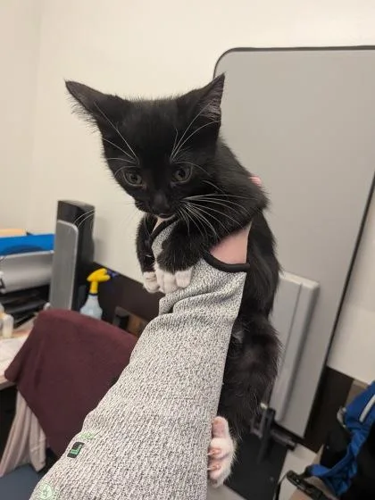 A baby small-sized male Domestic Short Hair cat named Lisa Cuddy for adoption in Atlanta, GA