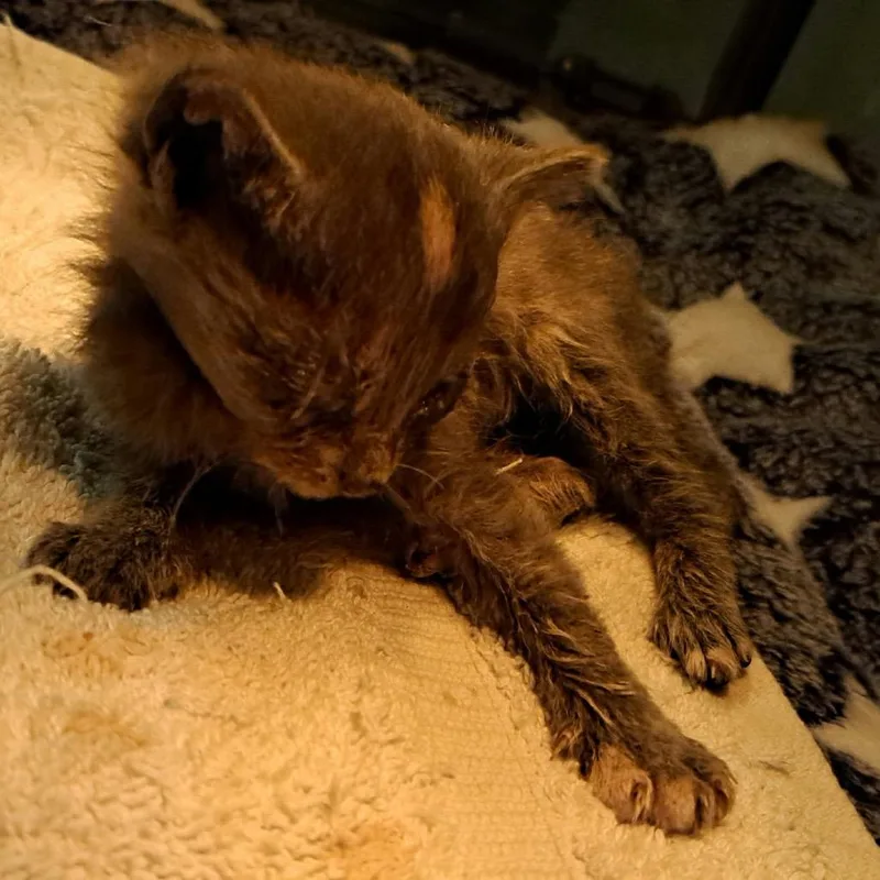 A baby small-sized female Tortoiseshell Domestic Short Hair cat named Binki for adoption in Green Forest, AR