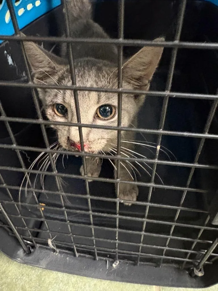 A baby small-sized female Domestic Short Hair cat named Gloss for adoption in Ada, OK