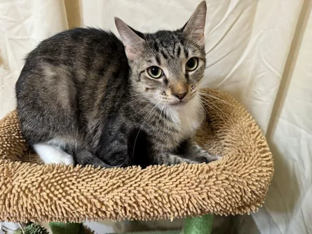 A young small-sized male Domestic Short Hair cat named Bugsrolly Polly for adoption in Arlington, TX