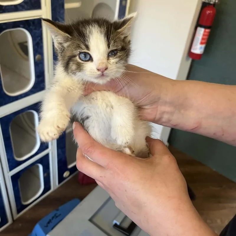 A baby small-sized male White Domestic Short Hair cat named Dyson for adoption in Pasadena , MD