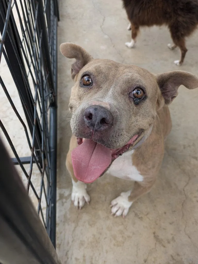 An adult medium-sized female Pit Bull Terrier dog named Fran for adoption in Brownwood, TX