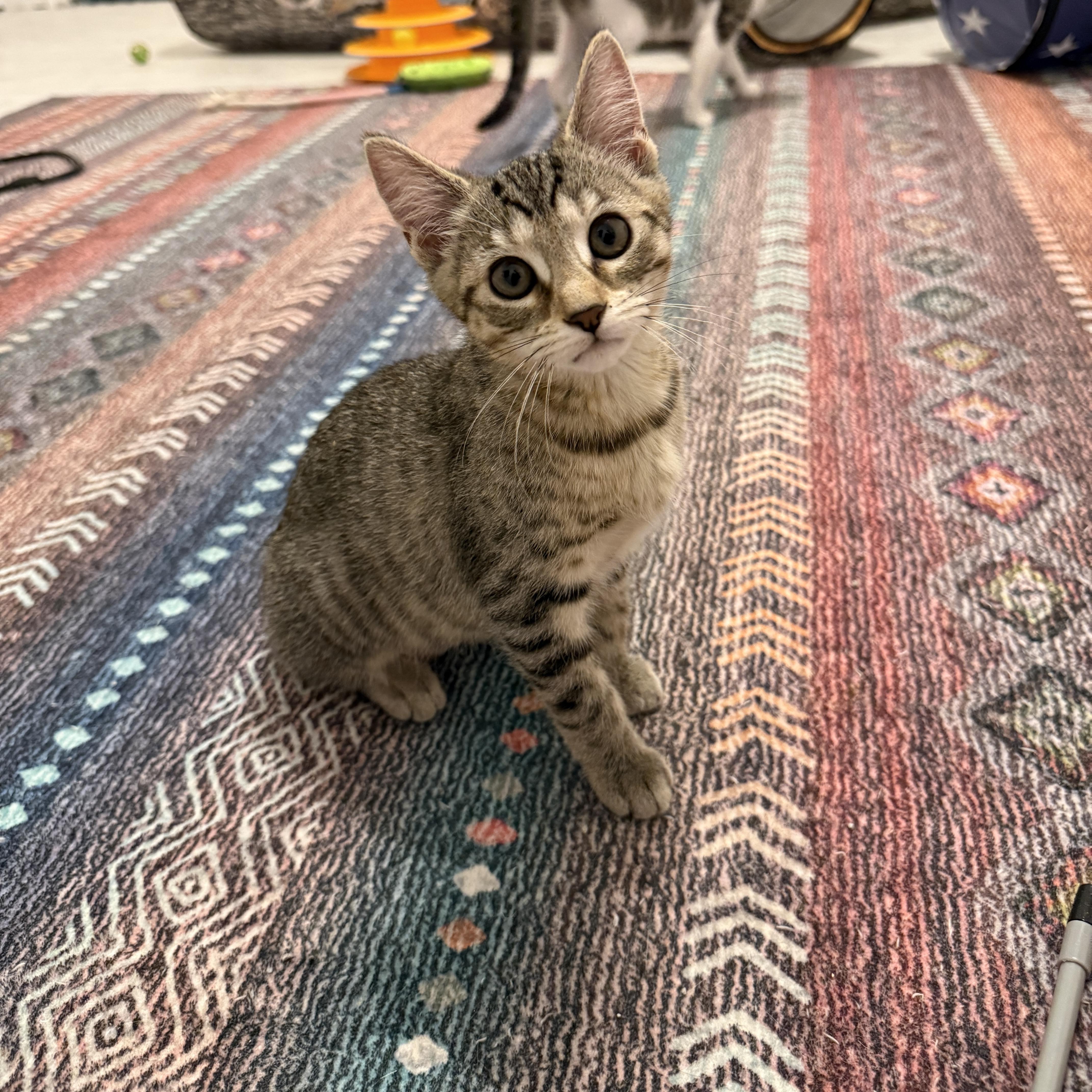 A baby medium-sized female Tabby (Brown / Chocolate) Domestic Short Hair cat named Lucky Charms  Clover for adoption in Leesburg, VA
