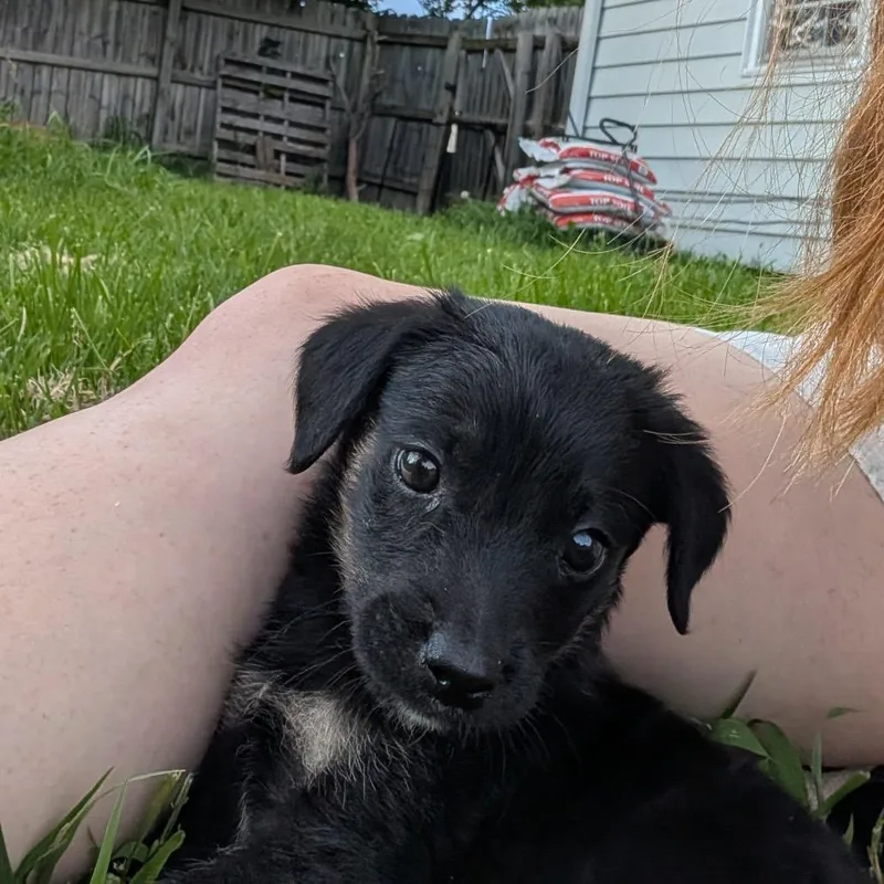 A baby small-sized male Black Mixed Breed dog named Kahuna for adoption in Columbia, MO
