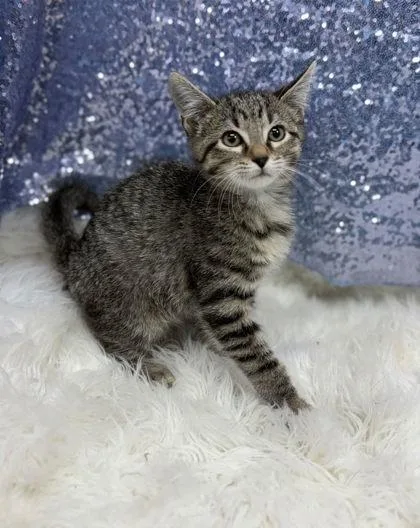 A young medium-sized male Domestic Short Hair cat named Orion for adoption in Clarkesville, GA