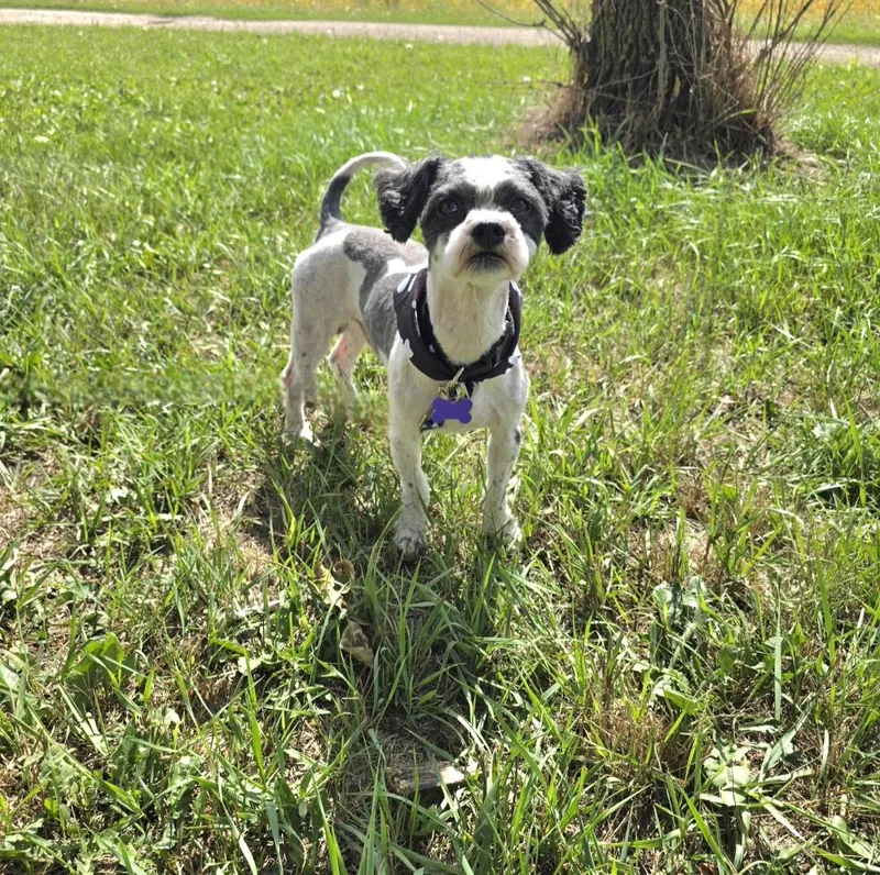 An adult small-sized male Shih Tzu dog named Jango for adoption in Jamestown, ND