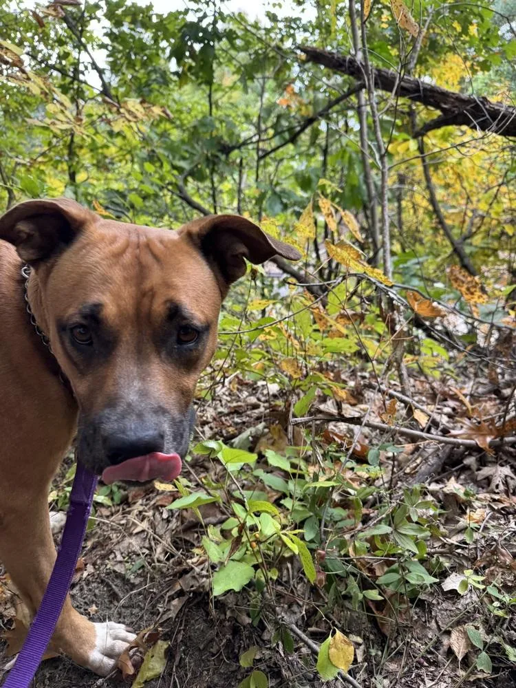 A young large-sized female Pit Bull Terrier dog named Rainbow Brite for adoption in Kalamazoo, MI
