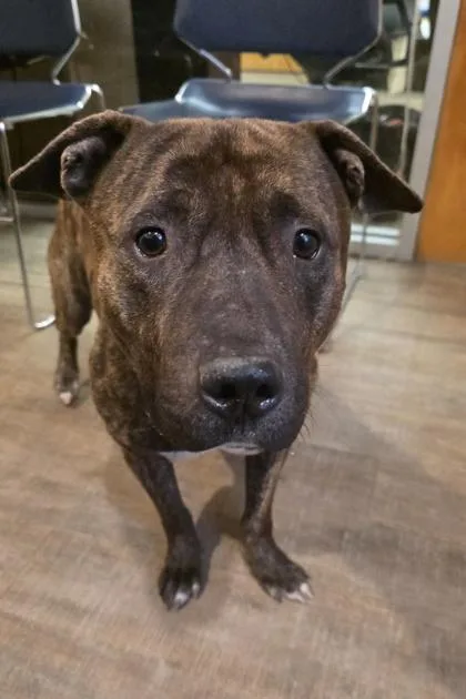 An adult medium-sized male American Bulldog dog named Abu for adoption in Gainesville, FL