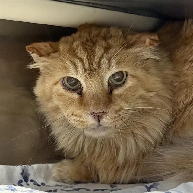 An adult large-sized male Domestic Long Hair cat named Thread for adoption in Las Vegas, NV