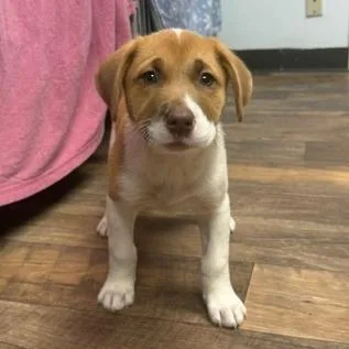 A baby large-sized female Akita dog named Patsy for adoption in Owosso, MI