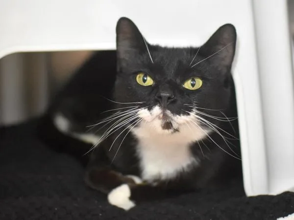 A young medium-sized female Domestic Short Hair cat named Princess for adoption in Portland, OR