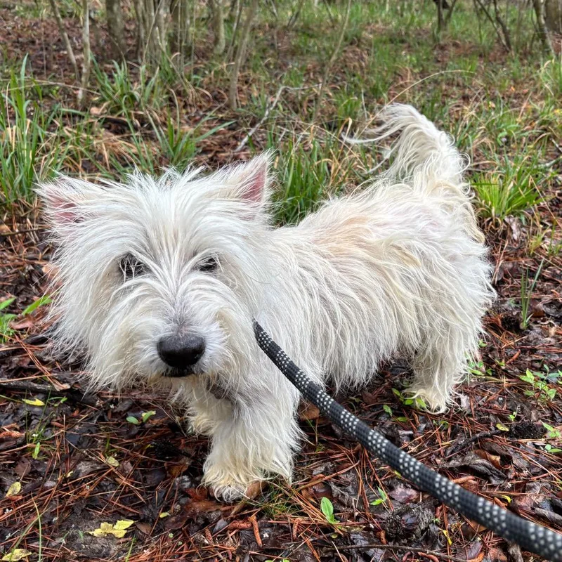 Robinson thumbnail 2