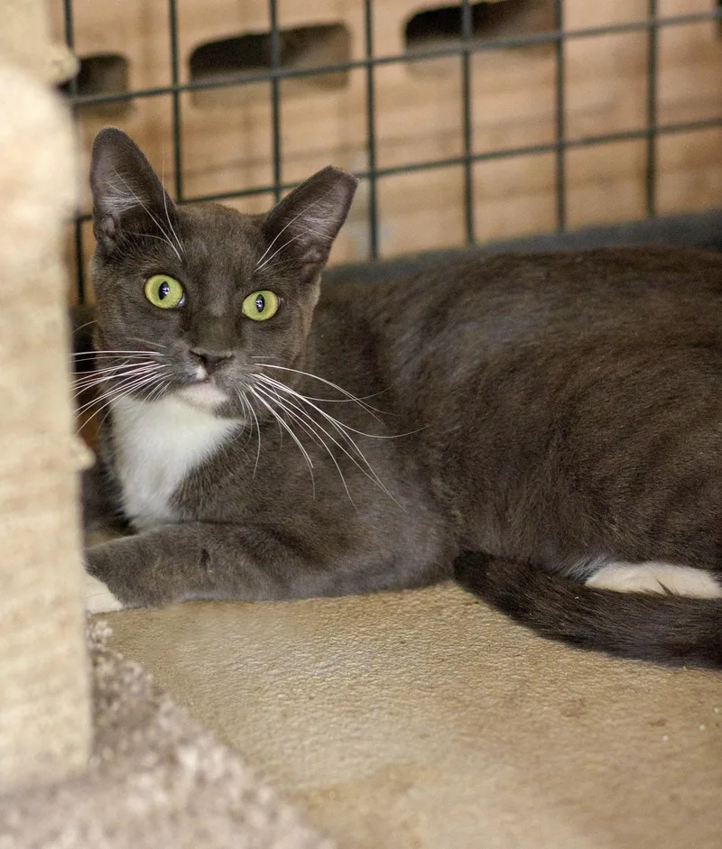 An adult medium-sized male Gray & White Domestic Short Hair cat named Bloo for adoption in Marana, AZ