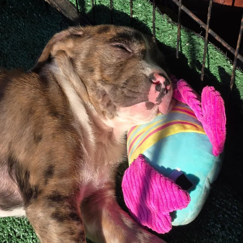 A baby small-sized female Gray / Blue / Silver Pit Bull Terrier dog named Gwenovier for adoption in Oakville, WA