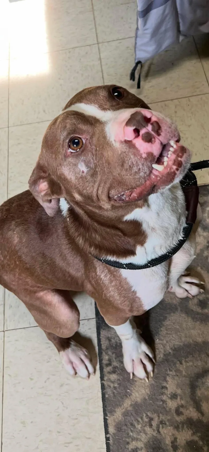 An adult medium-sized male Brown / Chocolate Pit Bull Terrier dog named Ferny for adoption in La Salle, IL