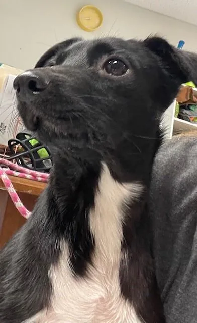An adult small-sized male Chiweenie dog named Tubby for adoption in Batavia, OH