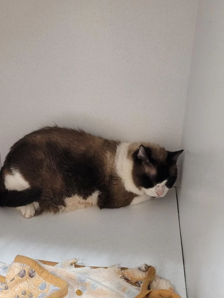 An adult large-sized female Snowshoe cat named Hazel for adoption in Huntsville, TX