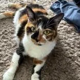 An adult medium-sized female Calico Domestic Short Hair cat named Lamira for adoption in Hilliard, OH
