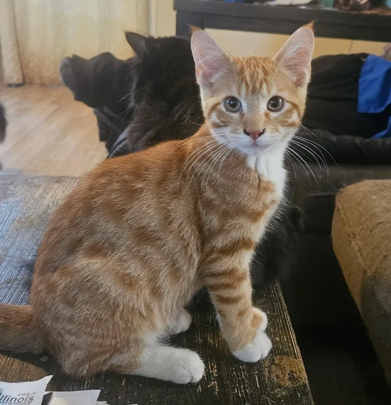 A young medium-sized male Orange & White Domestic Short Hair cat named Butters for adoption in Chicago Ridge, IL
