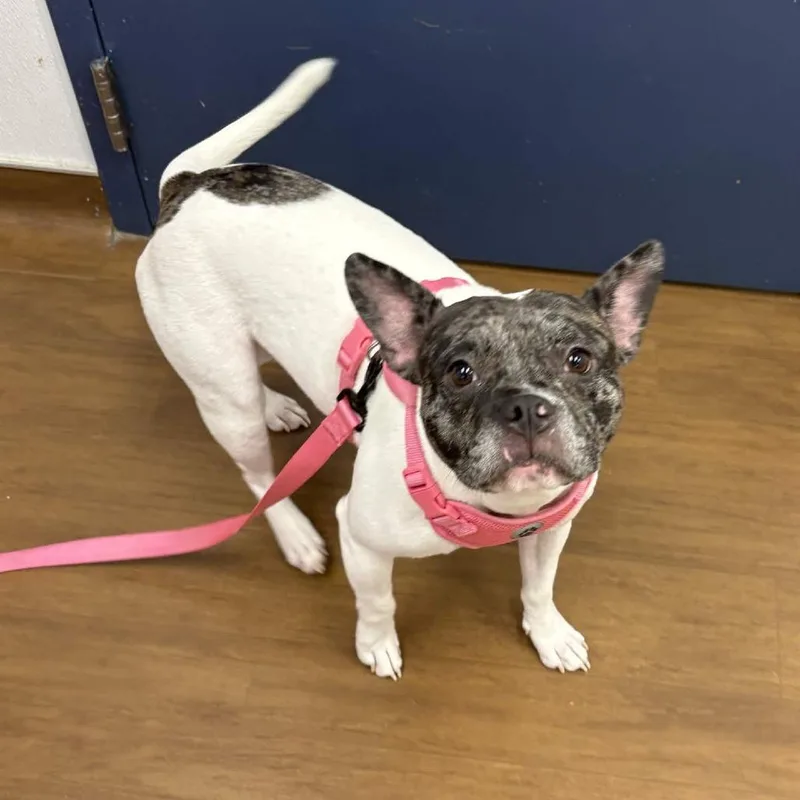 An adult medium-sized female White / Cream Pit Bull Terrier dog named Mylee for adoption in Beaumont, TX