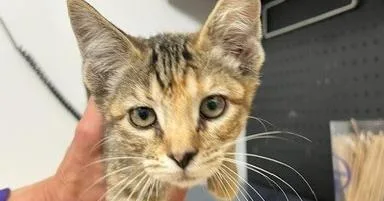 A baby small-sized female Domestic Short Hair cat named Chia for adoption in Anoka, MN