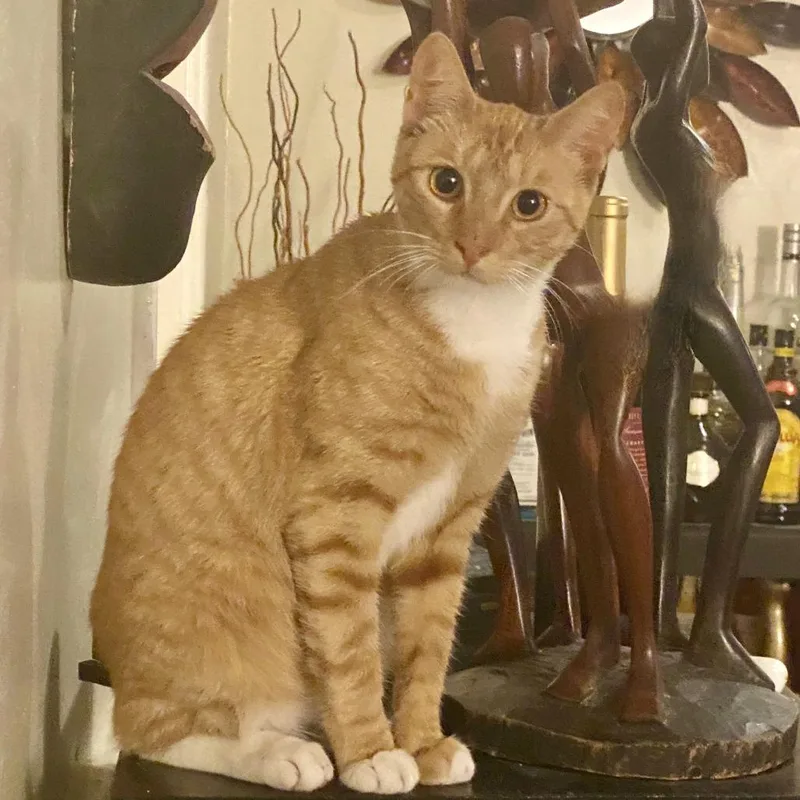 A young small-sized male Orange / Red Domestic Short Hair cat named Freddie for adoption in Los Angeles, CA