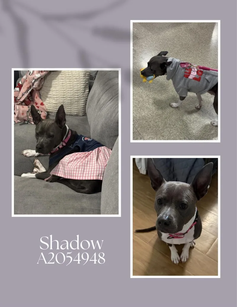 A young medium-sized female Staffordshire Bull Terrier dog named Shadow for adoption in Houston, TX