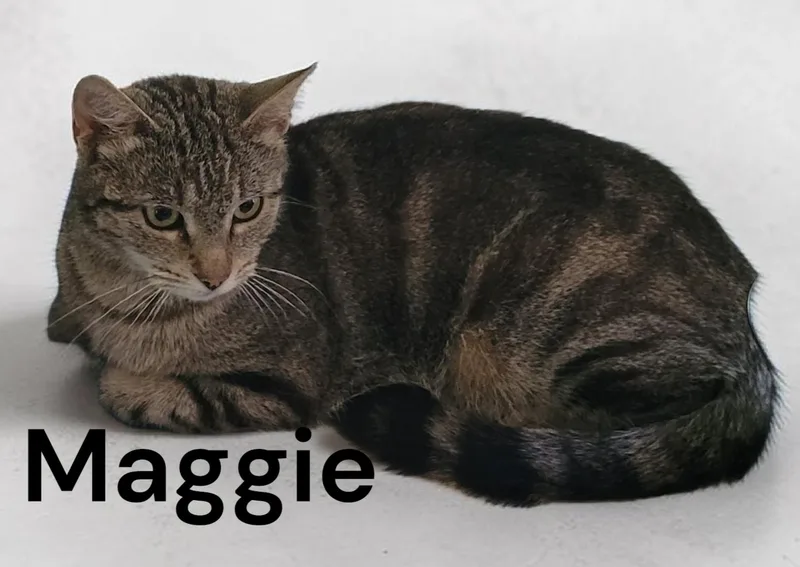 A young medium-sized female Tabby cat named Maggie for adoption in Weems, VA