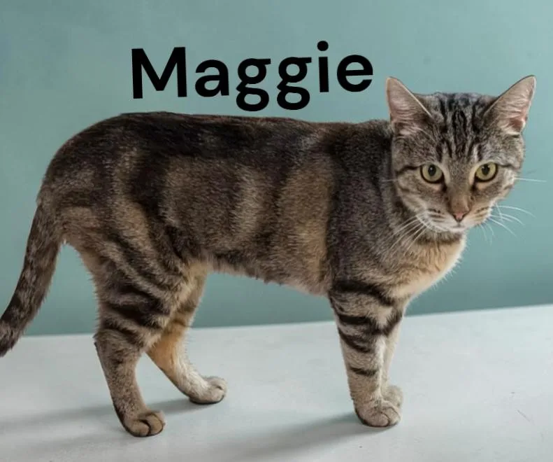 Maggie thumbnail 2